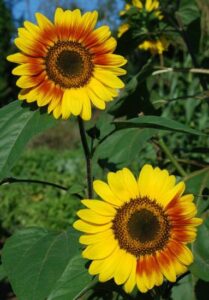 The Dog Days of Drought Image